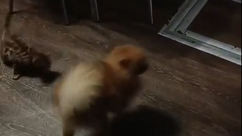 Best Buddies: Dog and Cat's Unlikely Friendship You have to see