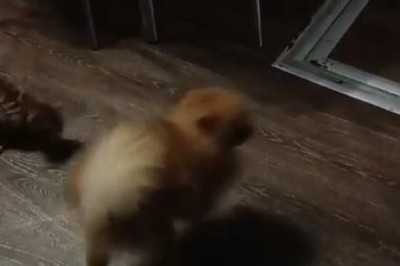 Best Buddies: Dog and Cat's Unlikely Friendship You have to see