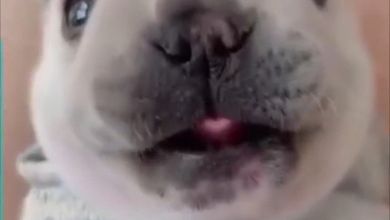 Cutest Bark Ever Caught on Camera