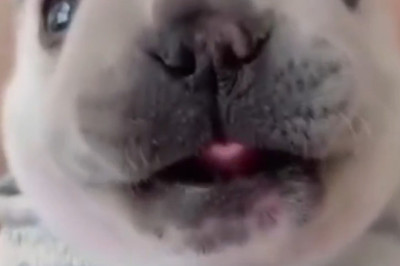 Cutest Bark Ever Caught on Camera