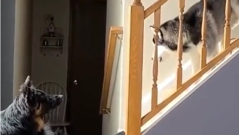 German Shepherd Reacts to Strange Words: You’ll Laugh and Gasp