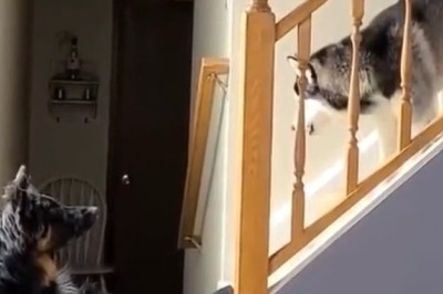 German Shepherd Reacts to Strange Words: You’ll Laugh and Gasp