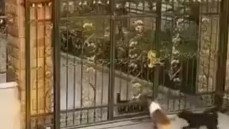 The Secret “Dog Equation” That Explains EVERYTHING