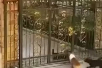 The Secret “Dog Equation” That Explains EVERYTHING