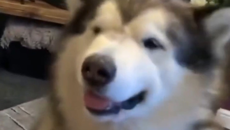 This Cute Dog Will Make Your Day Better