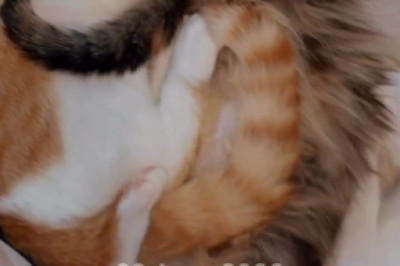 Who understands! A cat family's 'big family' sleeping together, I'm totally melted by this adorable scene 🥺