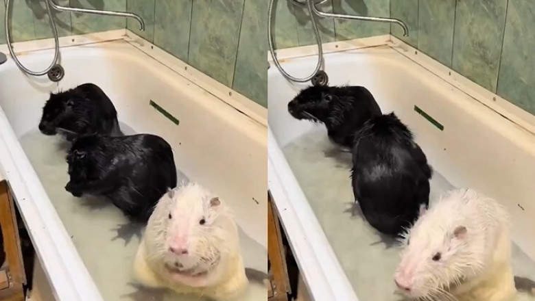 Adorable Alert! Guinea Pigs' Bath Time Antics Will Melt Your Heart