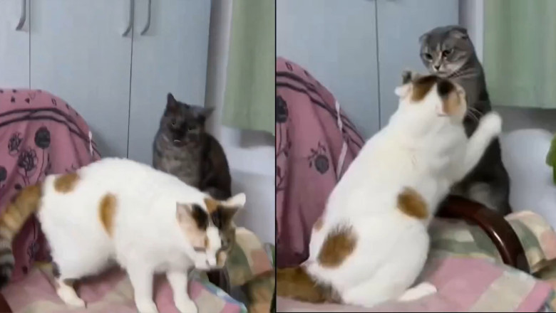 Epic Cat Fight Club: Tri-Color vs. Gray Fold – Who Will Win?