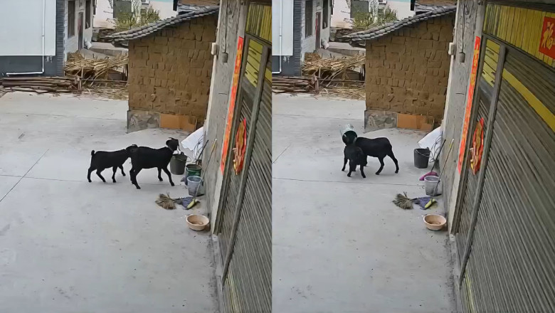 《Hilarious! Two Black Goats in Yunnan Get Heads Stuck in Bucket, Security Camera Captures the Whole Thing》