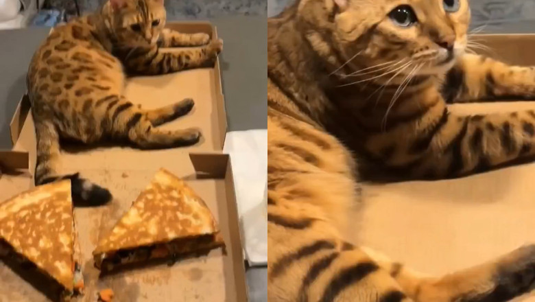 Pizza Party Crasher: The Bengal Cat Who Stole the Show (and a Slice)!
