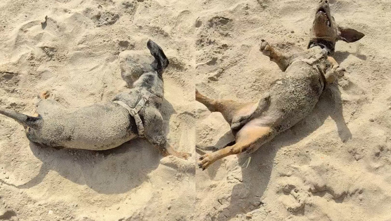 Brazilian Dachshund Supino's Beach Bash! Covered in Sand, Still Having the Time of His Life, Melts the Internet‌