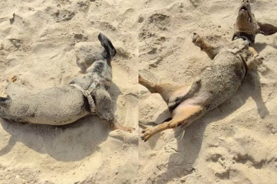 Brazilian Dachshund Supino's Beach Bash! Covered in Sand, Still Having the Time of His Life, Melts the Internet‌