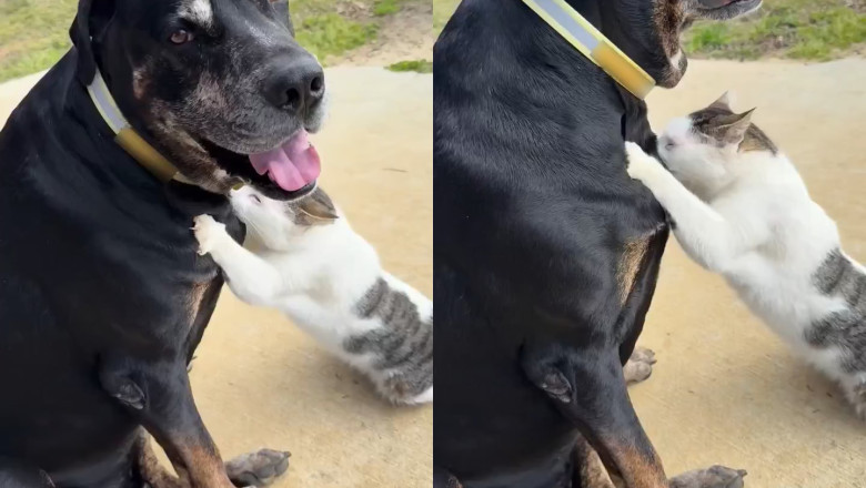 Dog Rip Becomes "Nanny"! Cat Freddie Crosses Species to Nurse, Heartwarming Scene Moves the Whole Internet‌