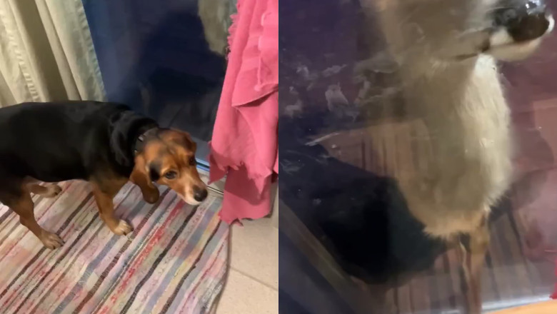 Pennsylvania Pals! Beagle Katie and Deer Beau's Heartwarming Nightly Encounter Melts the Internet‌