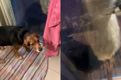 Pennsylvania Pals! Beagle Katie and Deer Beau's Heartwarming Nightly Encounter Melts the Internet‌