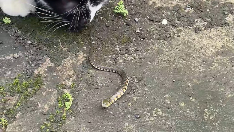 Purwokerto Chaos! Indonesian Cats Take Turns Harassing a Snake – Who’s the Bravest?