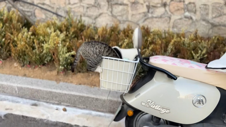 Sneaky tabby cat’s scooter basket heist goes TERRIBLY wrong in Shandong 😂