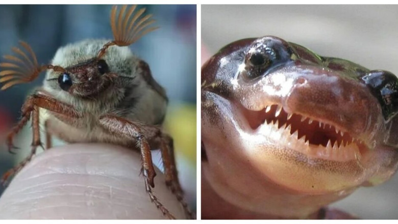 20 Wildlife Photos That Prove Nature’s Got a Secret Silly Side