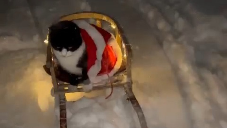 Adorable Overload! Christmas Cat's Snowy Adventure – I Could Watch This 100 Times!