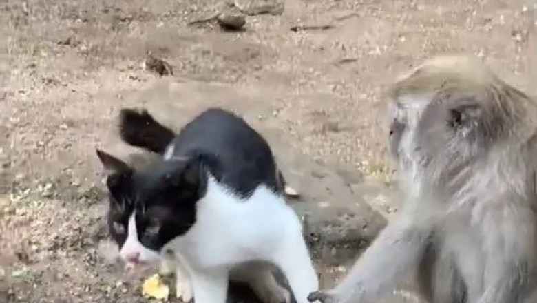 [Hilarious Warning] Monkey King: I've locked this cat's leg in place! No one can persuade me otherwise 😂