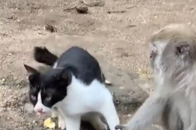 [Hilarious Warning] Monkey King: I've locked this cat's leg in place! No one can persuade me otherwise 😂