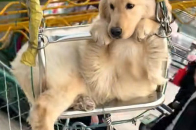 Adorable Golden Retriever Puppy Takes on Swing Ride - You Won't Believe How Calm He Is!