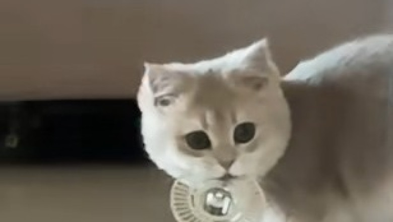 Kitten's Hilarious Reaction: Caught Off Guard by Its Own Reflection!