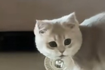 Kitten's Hilarious Reaction: Caught Off Guard by Its Own Reflection!