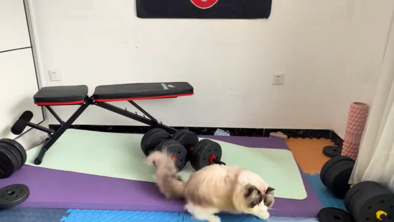 Unbelievable Ragdoll Cat Chases and Jumps Like a Pro During Playtime!