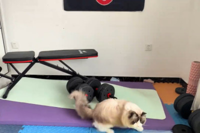 Unbelievable Ragdoll Cat Chases and Jumps Like a Pro During Playtime!