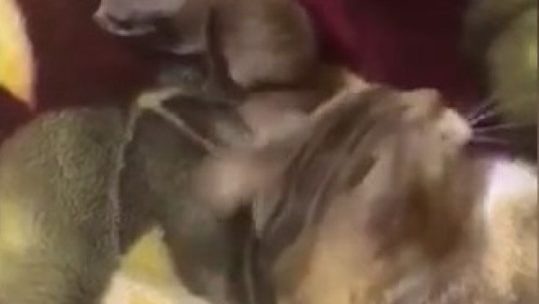 Pure Love in One Frame: Mama Cat &amp; Her Kittens
