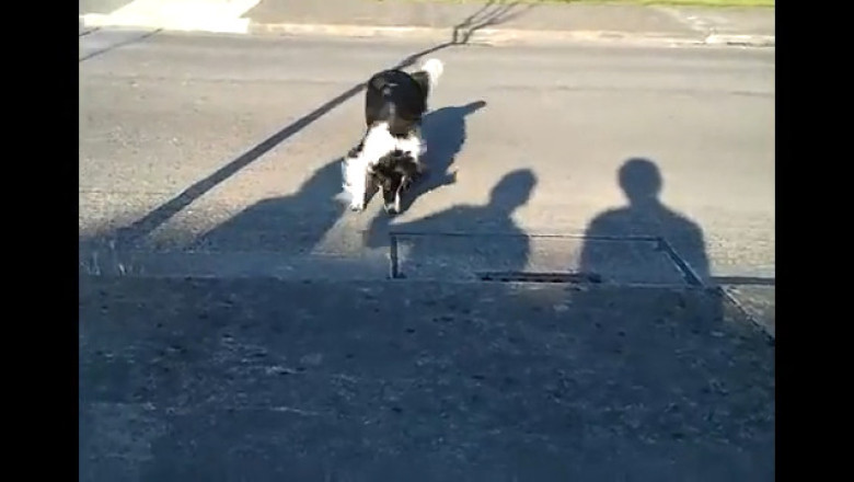 Crazy Canine Comedy: Watch This Dog Slay the Day