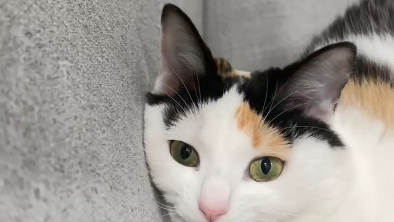 Morning Crying Like A Baby: My Cat Demands Breakfast At Dawn!