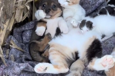 When Cats Meet Puppies: Chaos, Cuteness, Confusion
