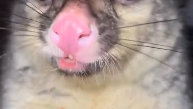 When Your Pet Becomes an Accidental Comedian: Priceless Reactions &amp; Flops!