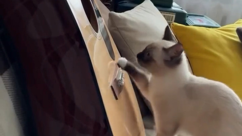 When Pets Think No One's Watching... (Funny Pet Moments Compilation)