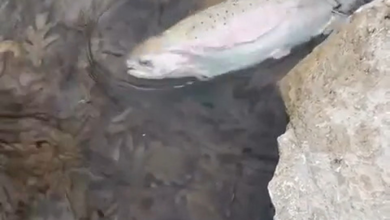 SHOCKING: Giant Fish Leaps Out of Water and ATTACKS Swimmer - The Footage That Broke the Internet!