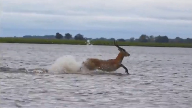 Never Seen Before: Gazelle's Incredible Lake Crossing Will Leave You Speechless!