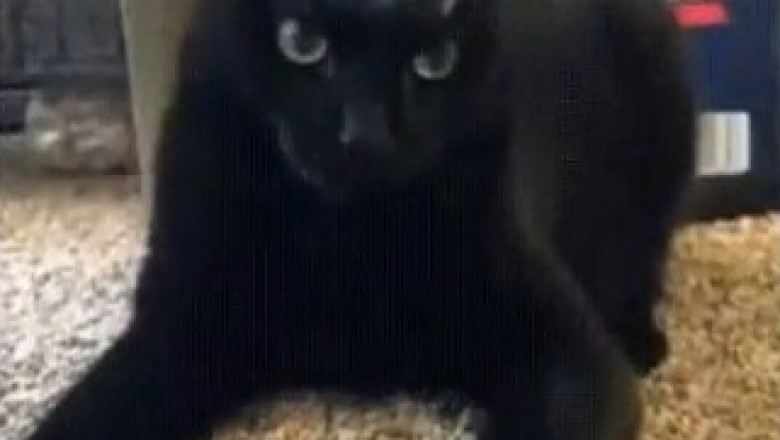 This Cat Toy Made My Cat Go INSANE! 😱 (You Won't Believe What Happened)