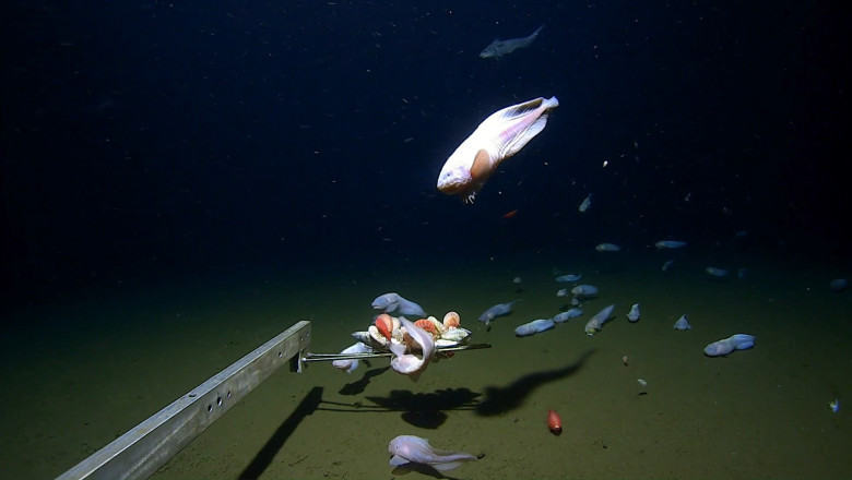 10 KM DOWN: The Monsters Living in Japan's Abyssal Trenches Will Haunt Your Dreams