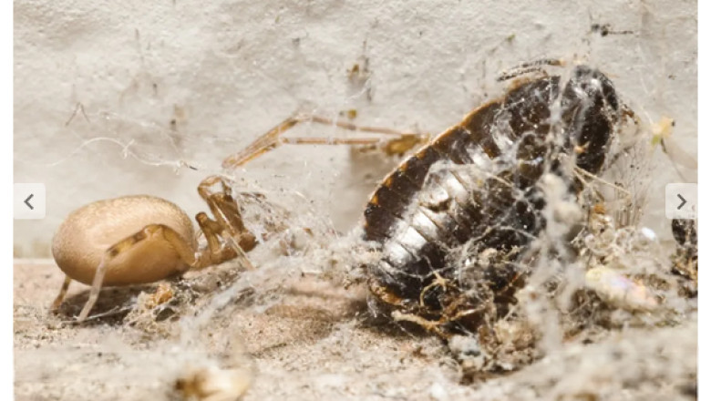 Colombia’sUrban Predator: Meet Pikelinia floydmuraria, the Tiny Spider Reigning the City Walls