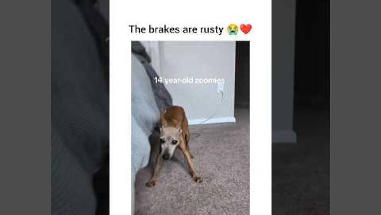 My Dog Tried to Drive... But The Brakes Are Rusty!