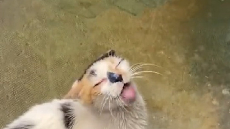 I Recorded My Cat Doing Something NO ONE Should See 🚫🙀 (You Won’t Believe #3!)