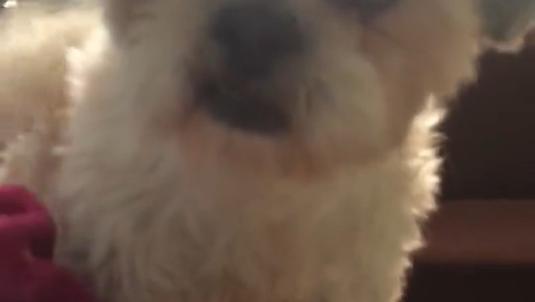 POV: You thought your pet was sleeping... until they did THIS