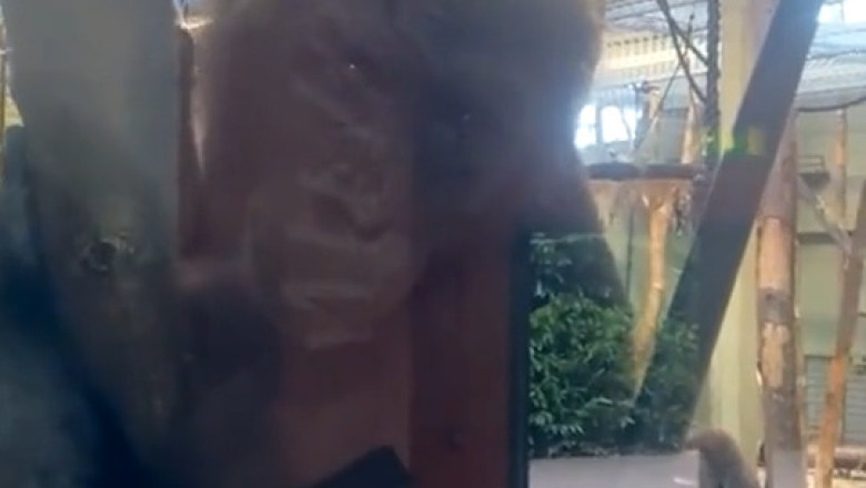 TOP 5 Pet Moments That Broke The Internet Today