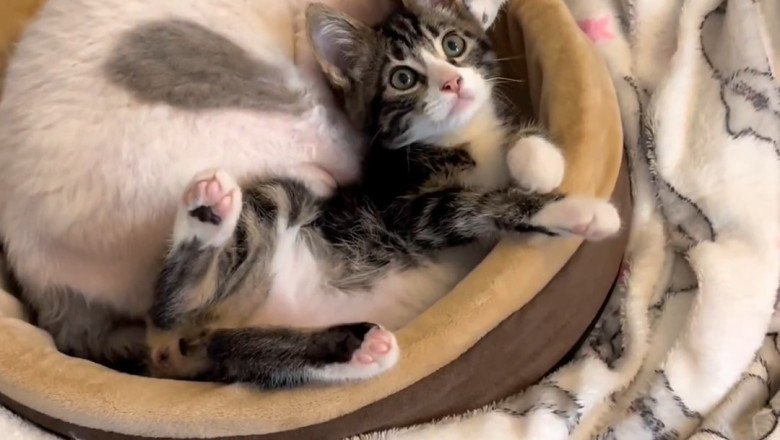 This Cat and Her Baby Will Instantly Brighten Your Day!