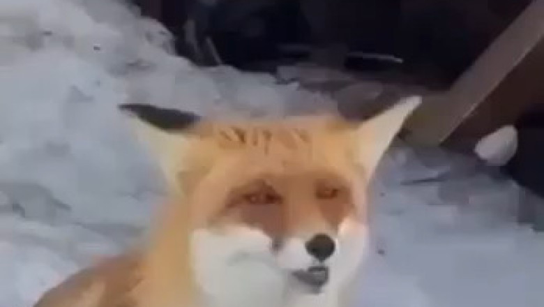 Hungry Fox Walks Up to Humans for Food
