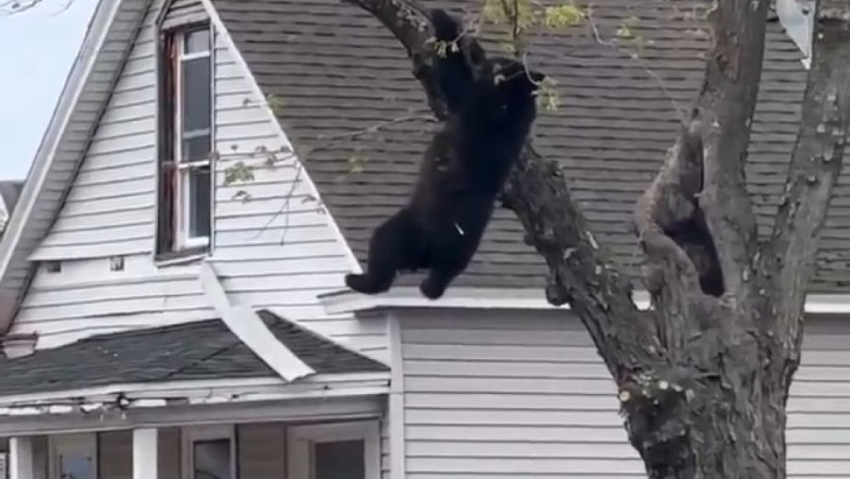 Bear Trapped in Tree for Hours – Then Rescuers Do the Unthinkable  (Wild Video)