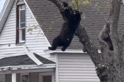 Bear Trapped in Tree for Hours – Then Rescuers Do the Unthinkable  (Wild Video)
