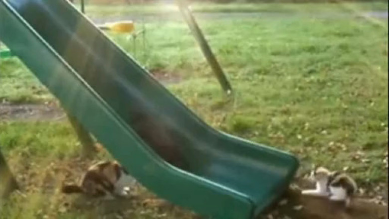 Take Your Cat to the Playground for the Cutest Workout Ever